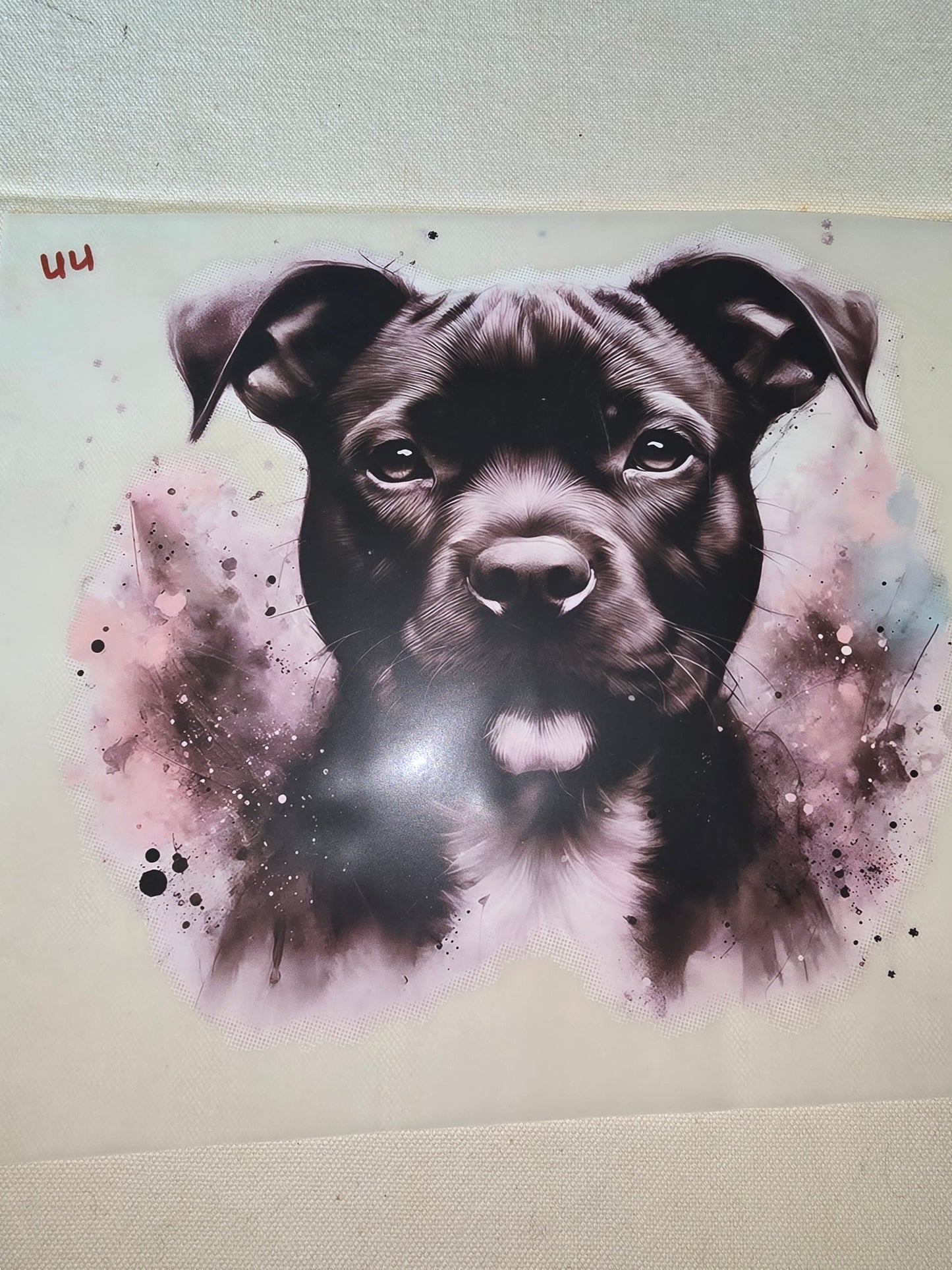 Heat Transfer - Dogs, Cats