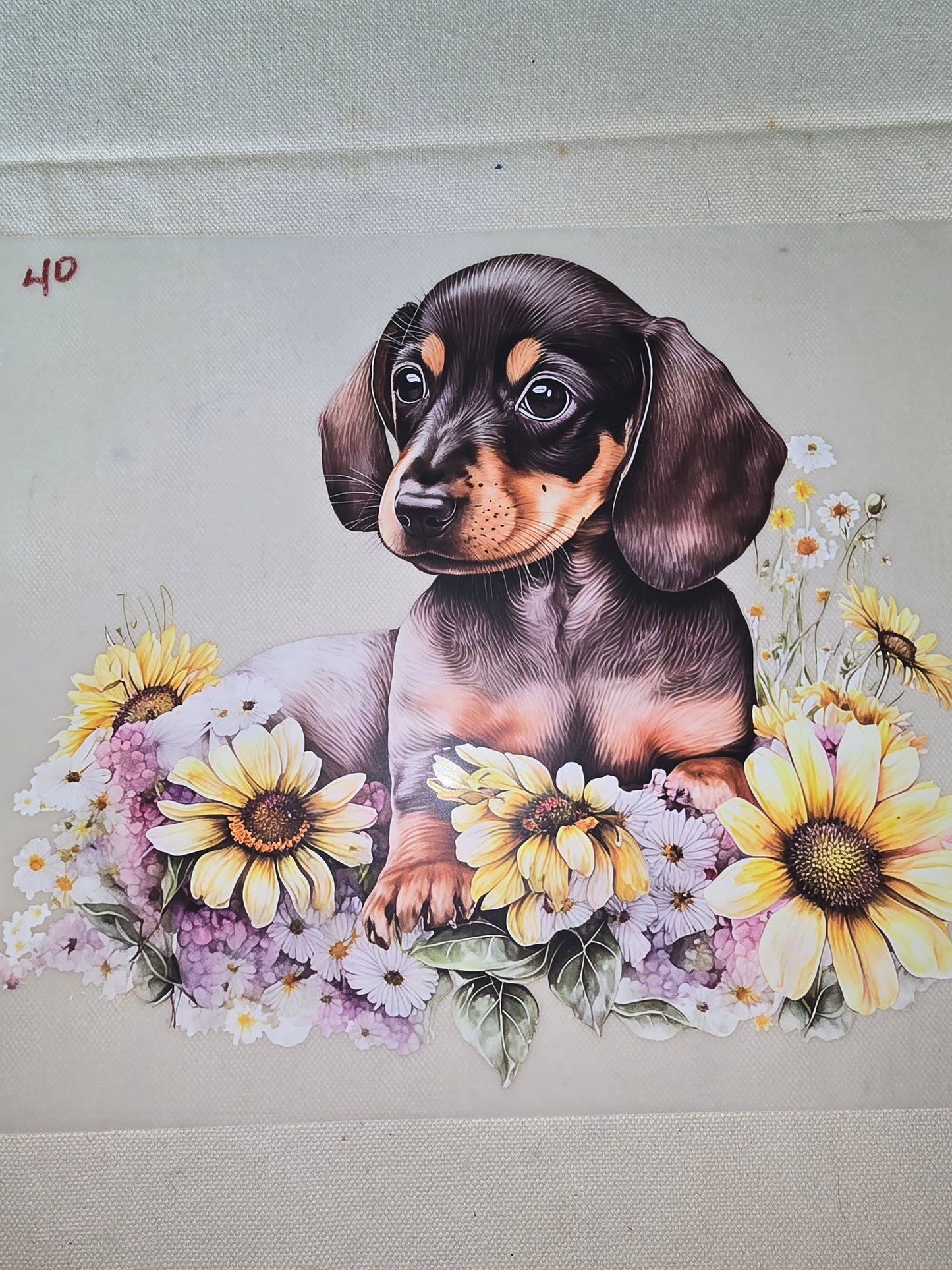 Heat Transfer - Dogs, Cats
