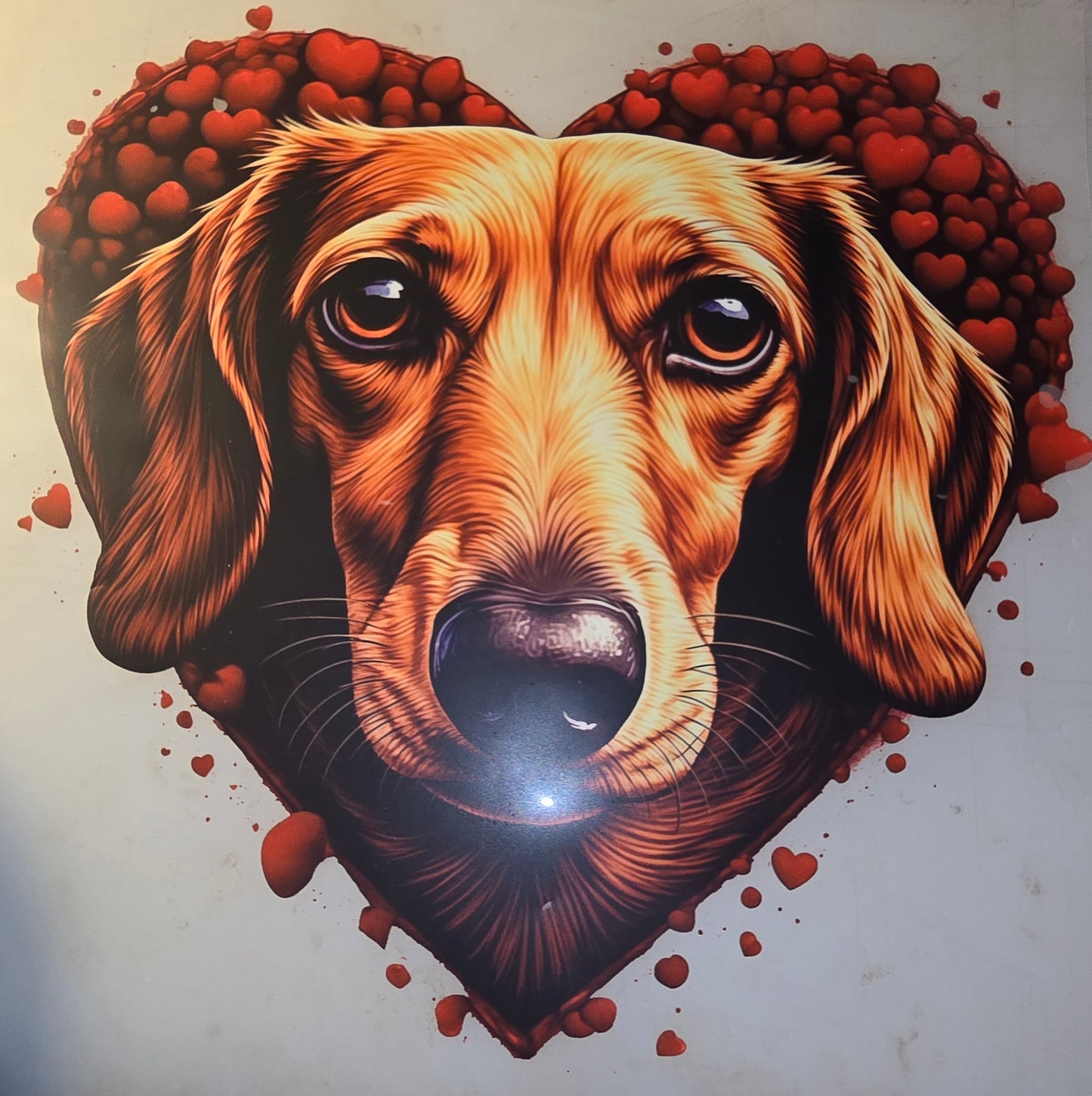 Heat Transfer - Dogs, Cats
