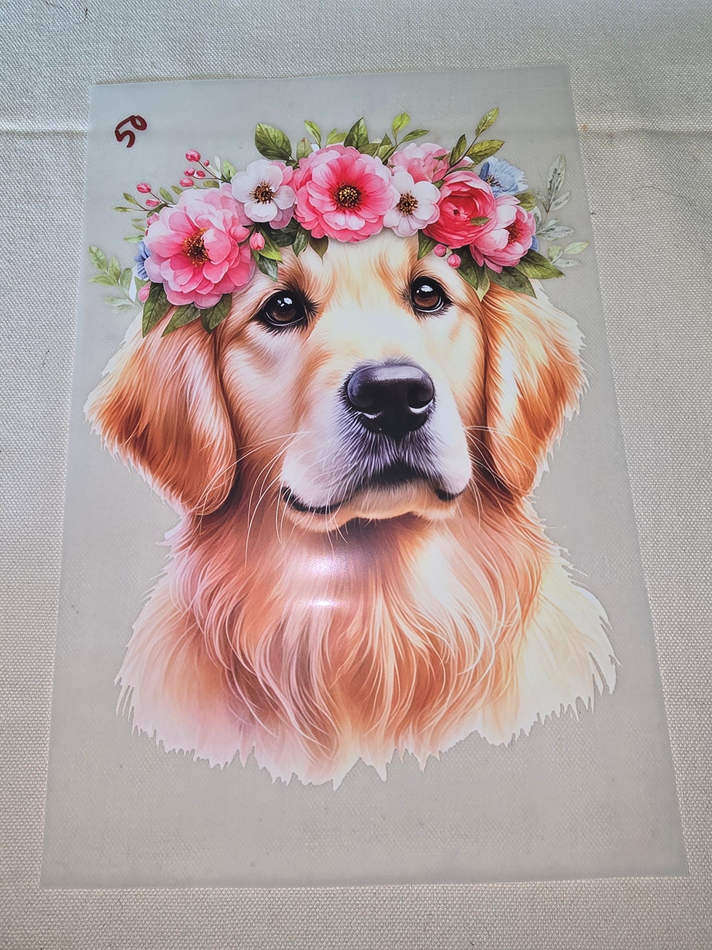 Heat Transfer - Dogs, Cats